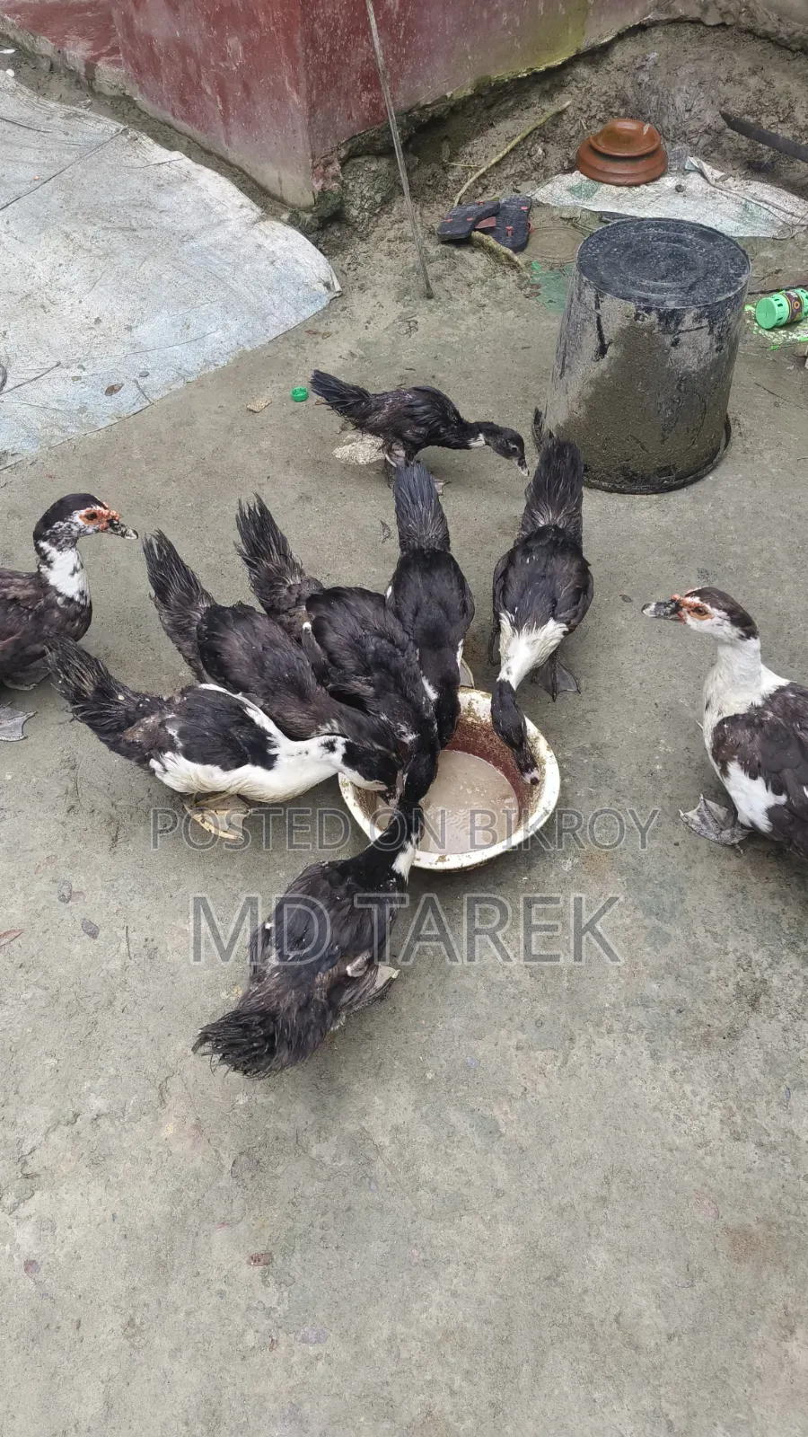 3-month-old Chinese ducks
