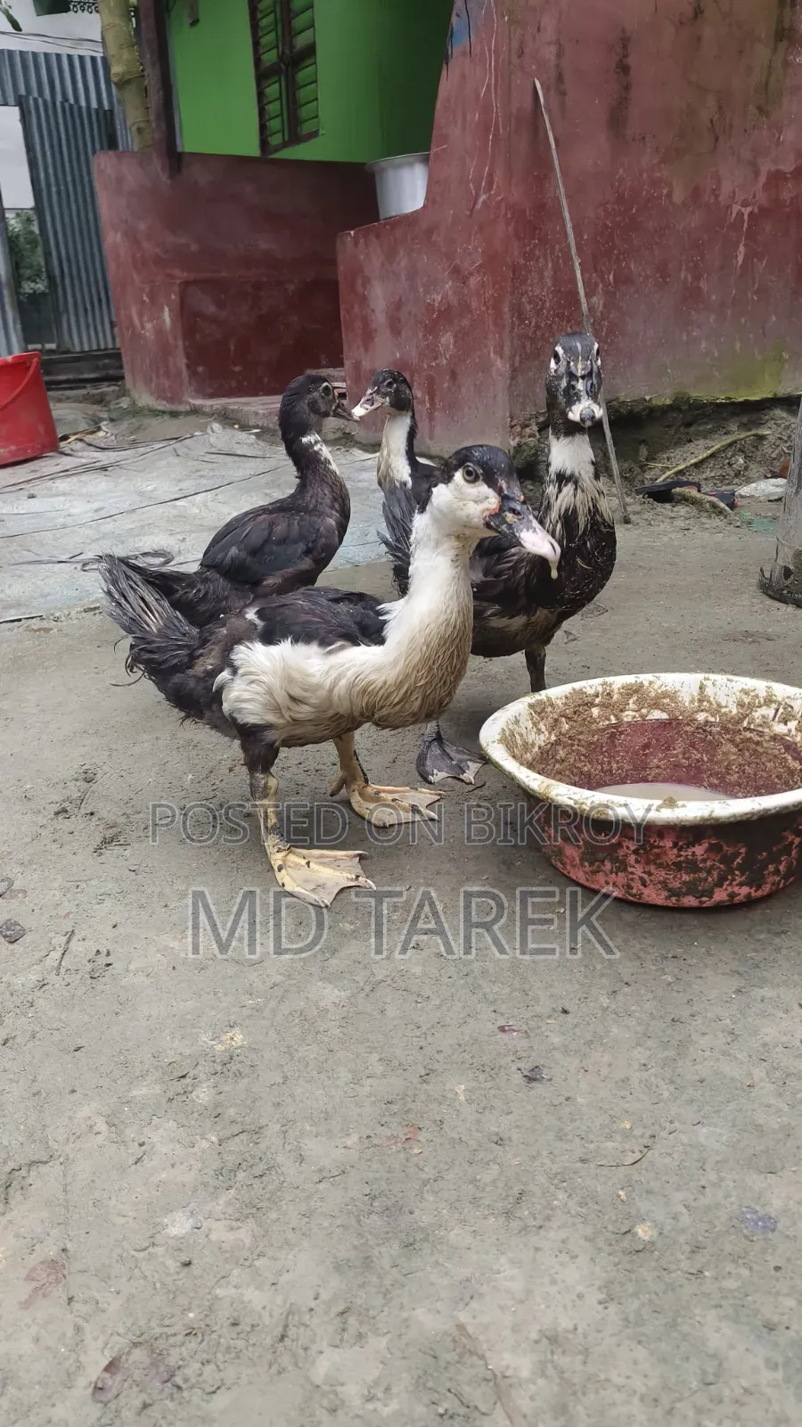 3-month-old Chinese ducks