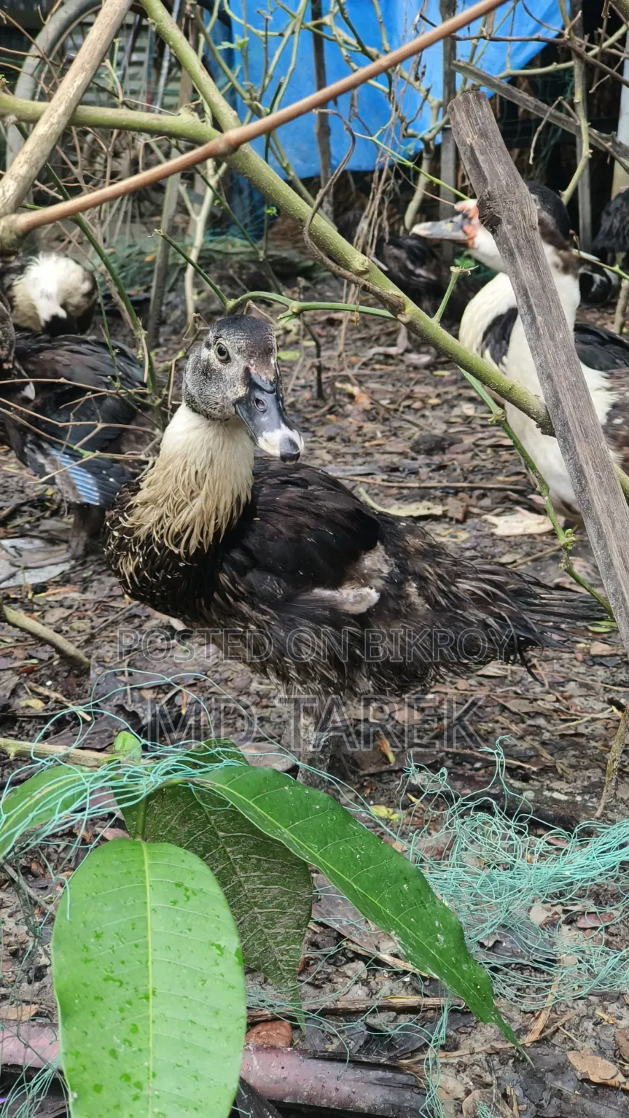 3-month-old Chinese ducks