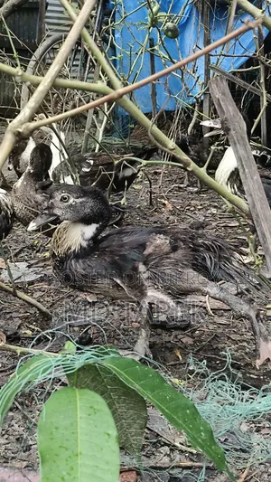 3-month-old Chinese ducks