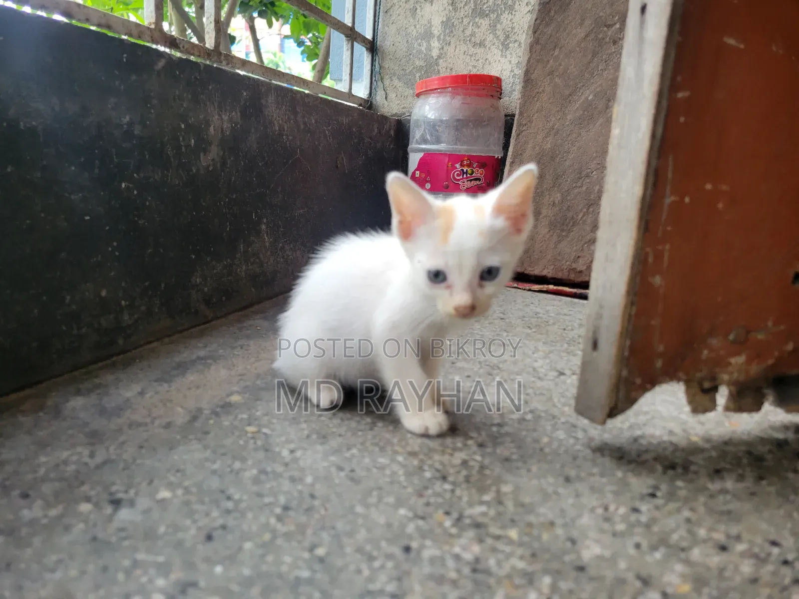 1-3 Months Male Purebred Bengal