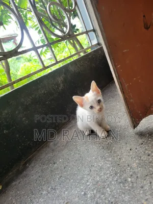 1-3 Months Male Purebred Bengal