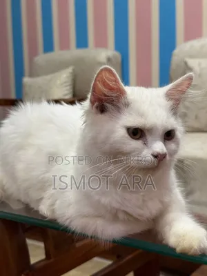 6-12 Months Male Purebred Persian
