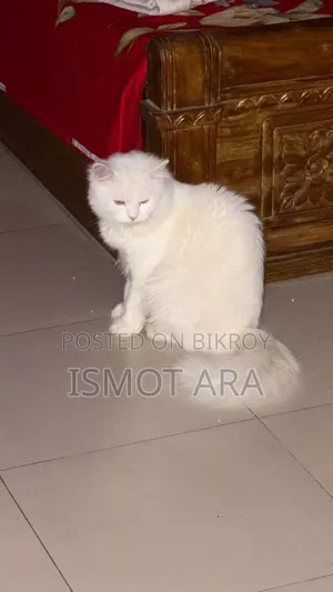 6-12 Months Male Purebred Persian Cat