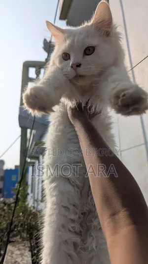 6-12 Months Male Purebred Persian Cat