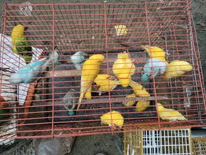 বাজিগারের লট