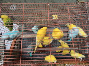 Budgie Lot