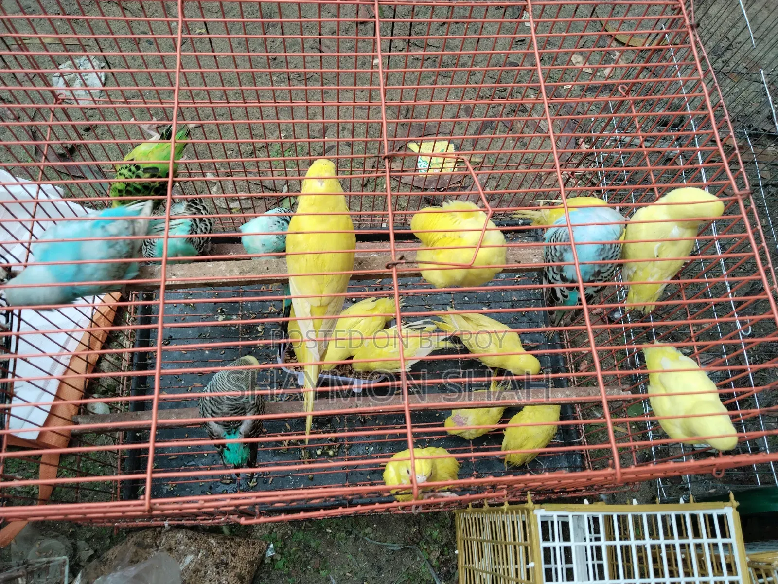 Budgie Lot