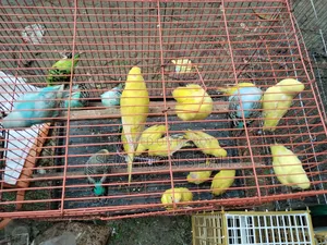 Budgie Lot