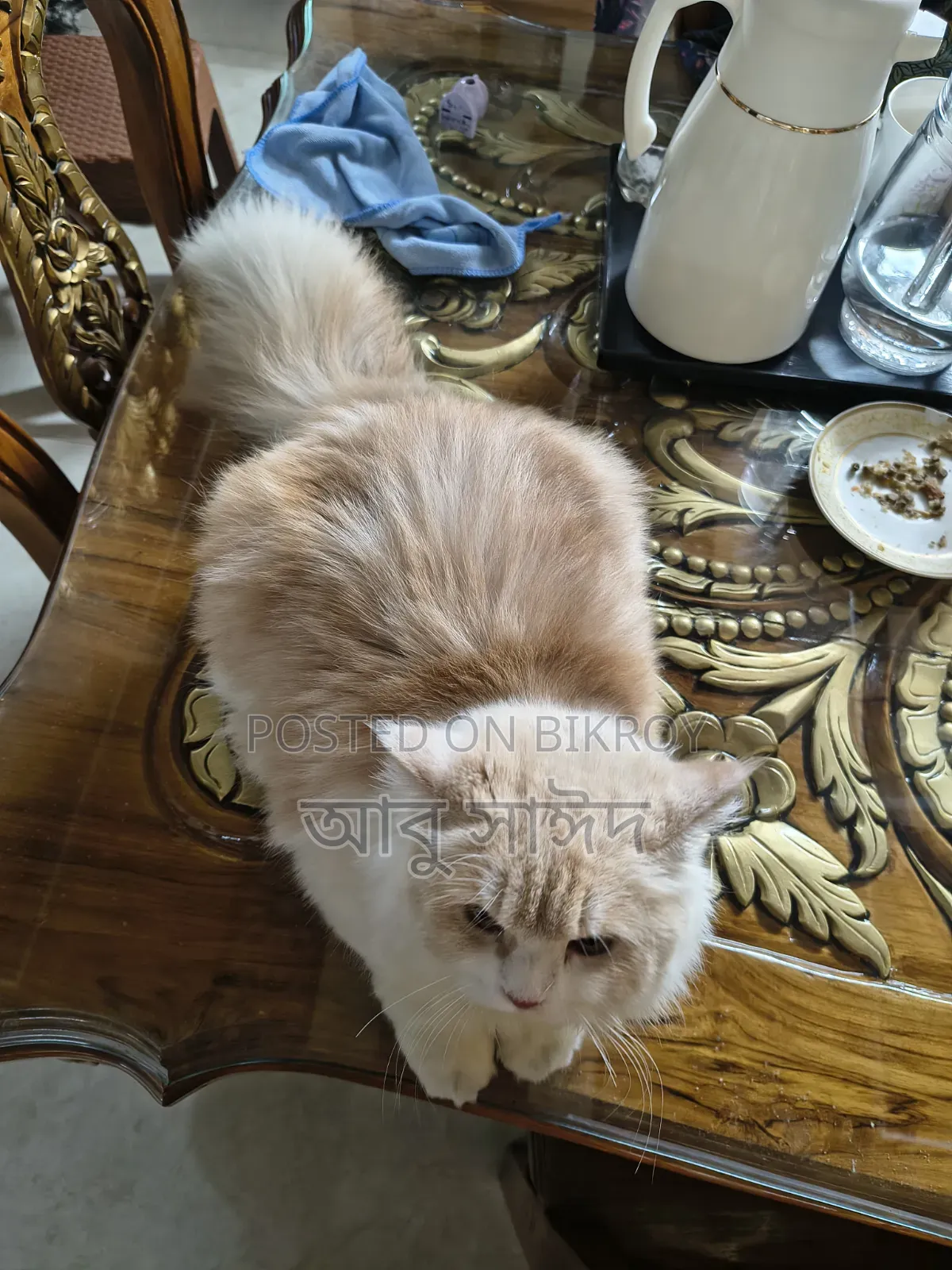 1+ Year Female Purebred Persian Cat