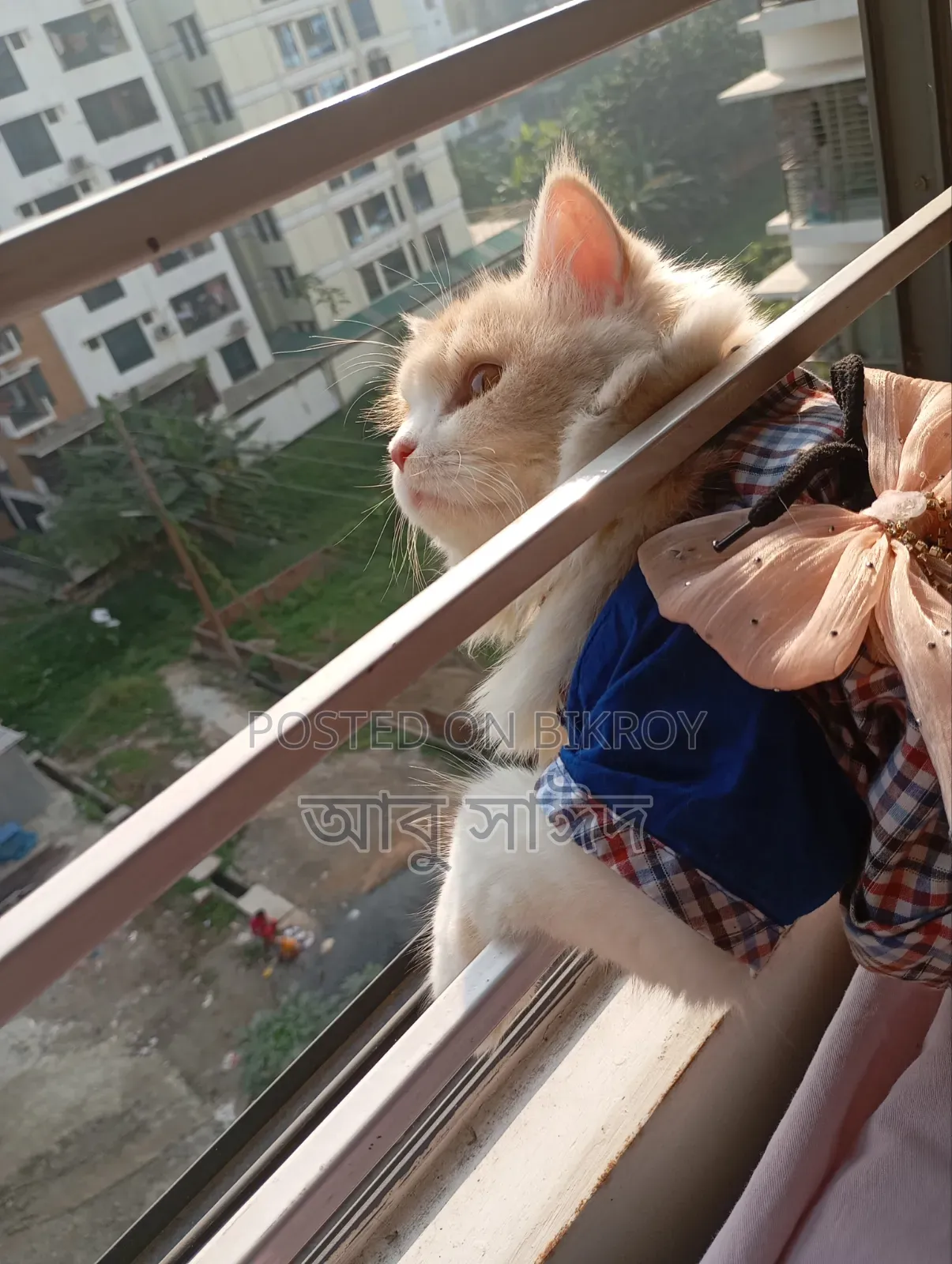 1+ Year Female Purebred Persian Cat