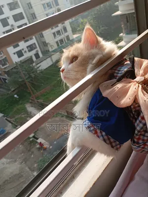 1+ Year Female Purebred Persian Cat