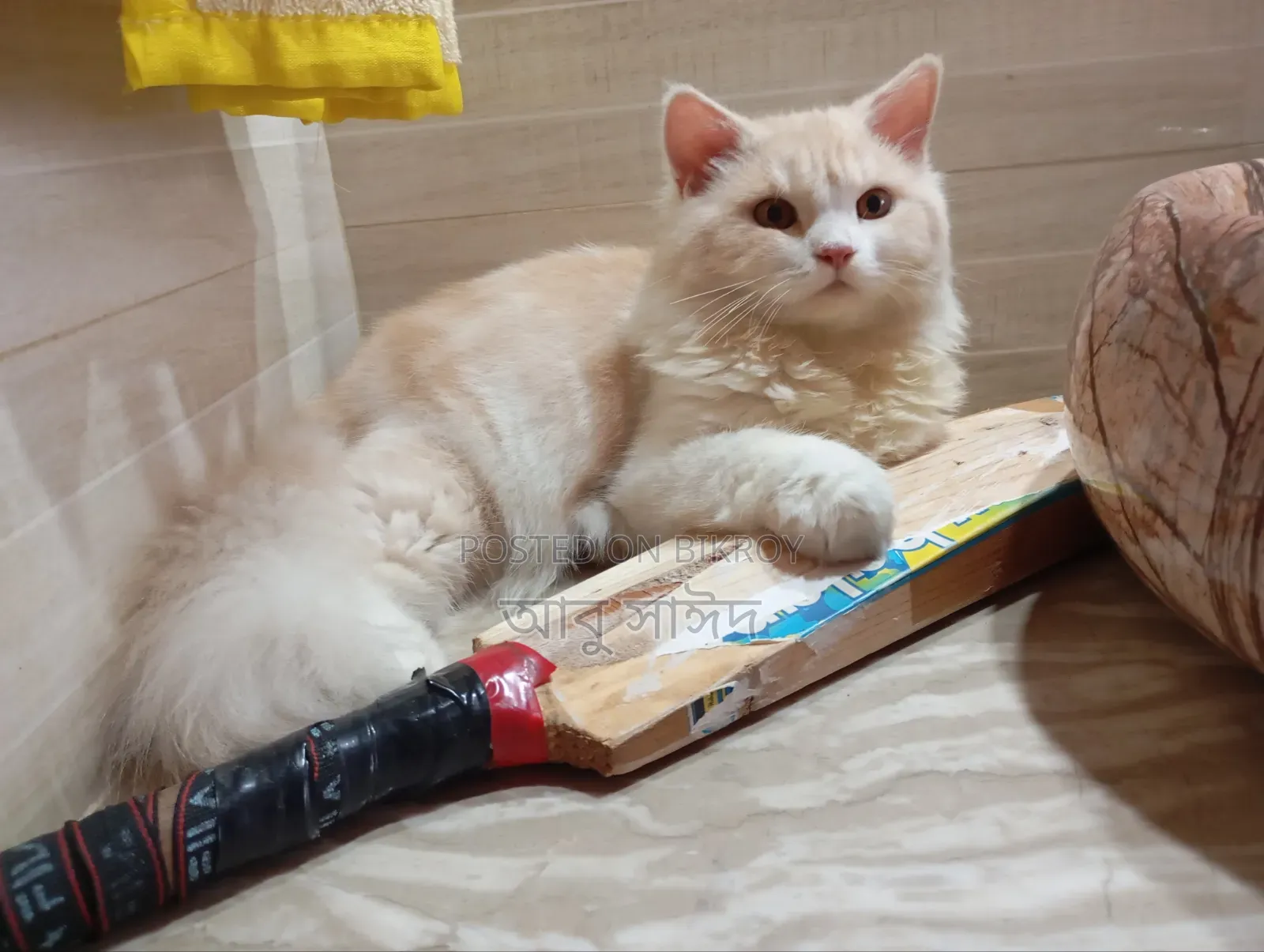 1+ Year Female Purebred Persian Cat