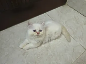 1-3 Months Female Purebred Persian
