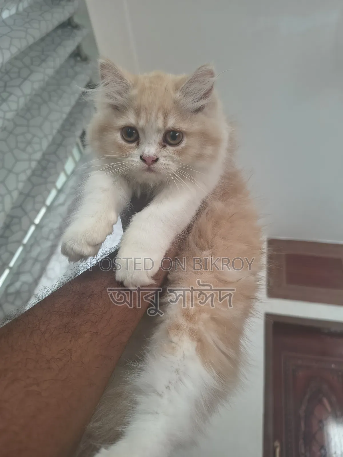 1-3 Months Female Purebred Persian