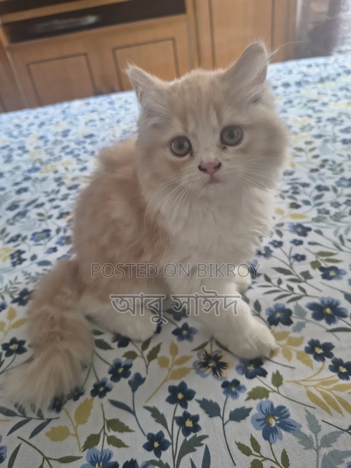 1-3 Months Female Purebred Persian