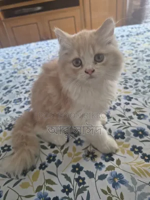 1-3 Months Female Purebred Persian