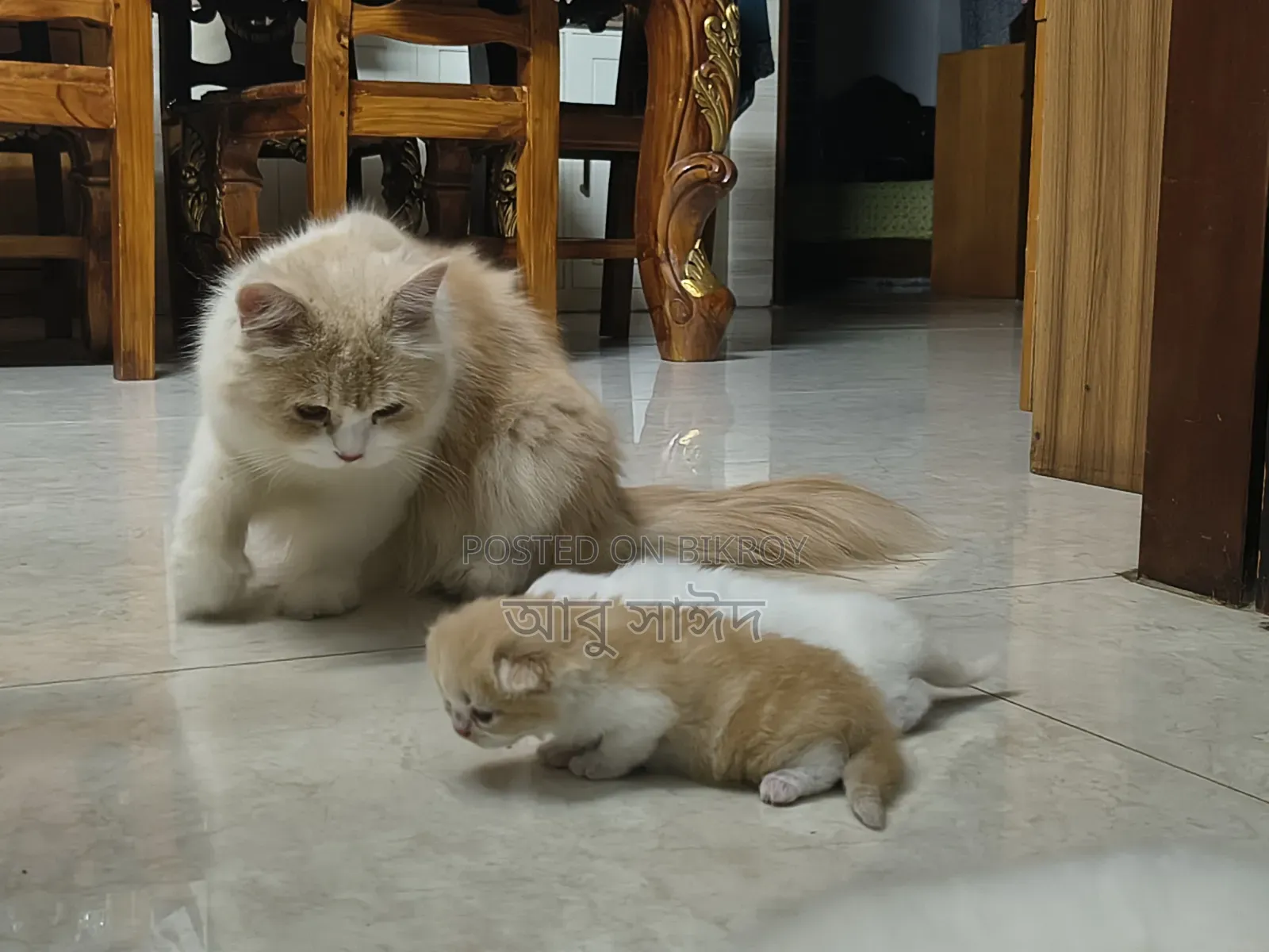 1-3 Months Female Purebred Persian