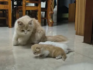 1-3 Months Female Purebred Persian