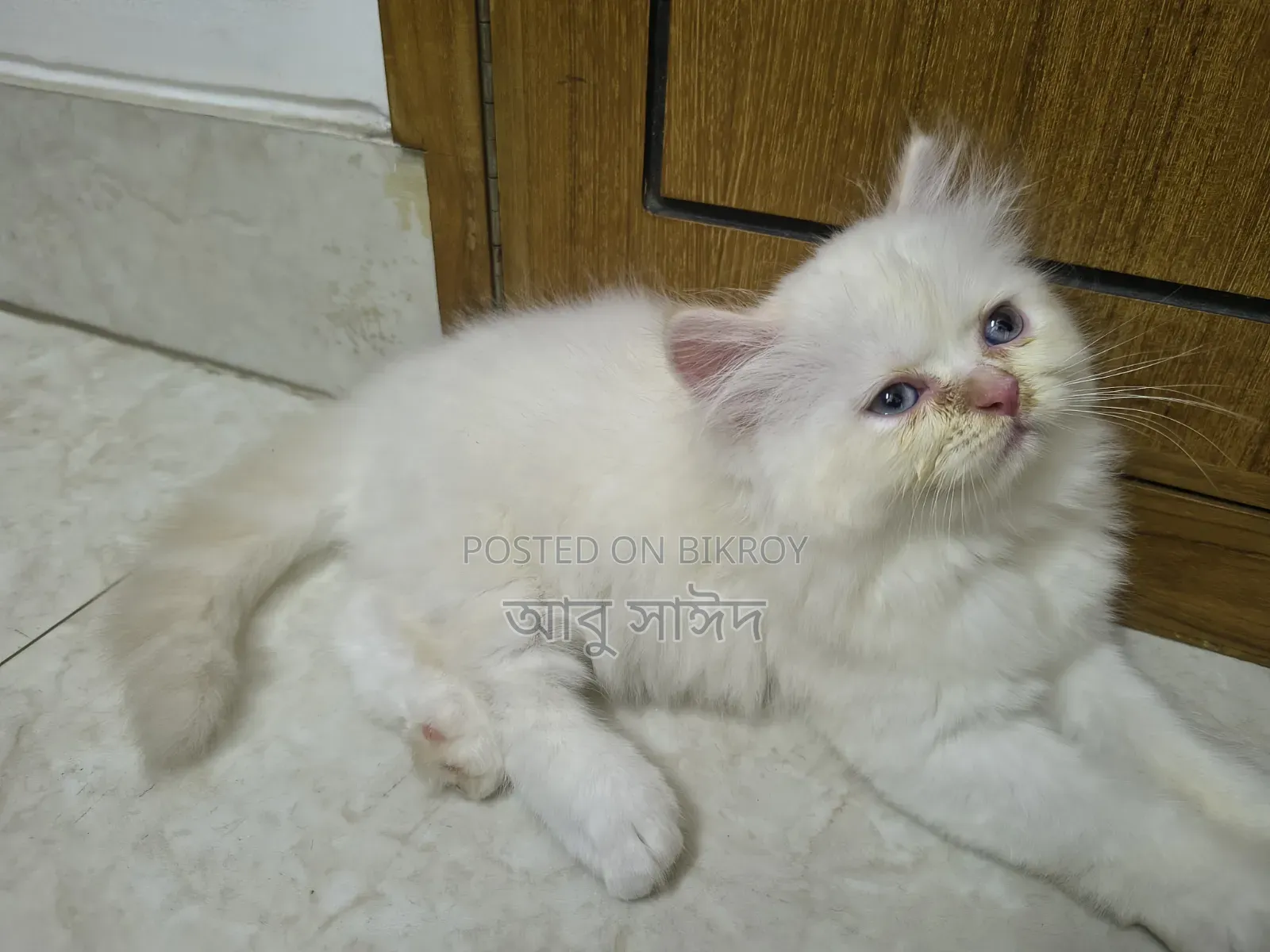 1-3 Months Female Purebred Persian