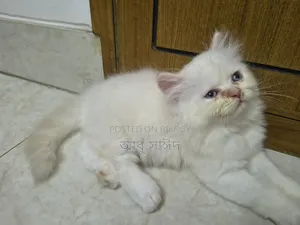 1-3 Months Female Purebred Persian