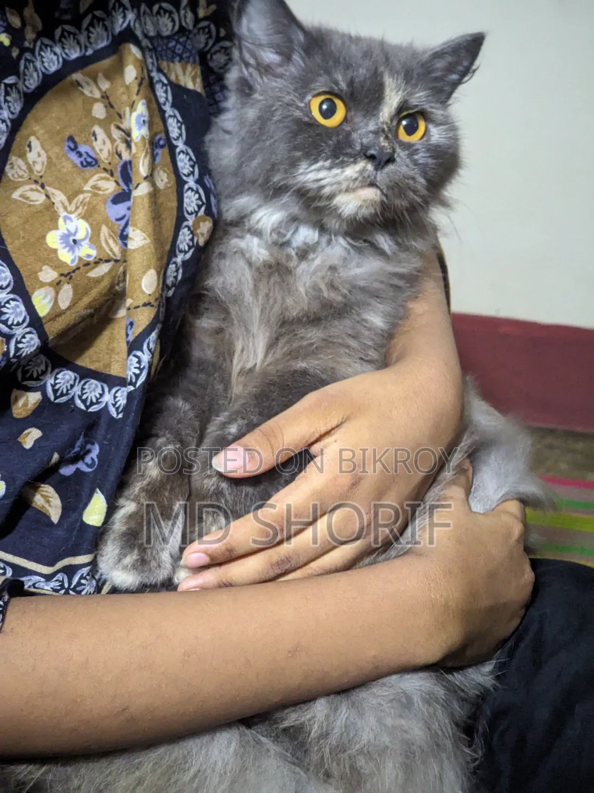 1+ Year Female Purebred Persian