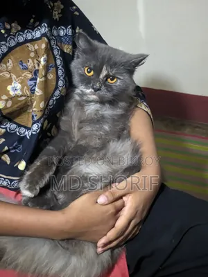 1+ Year Female Purebred Persian