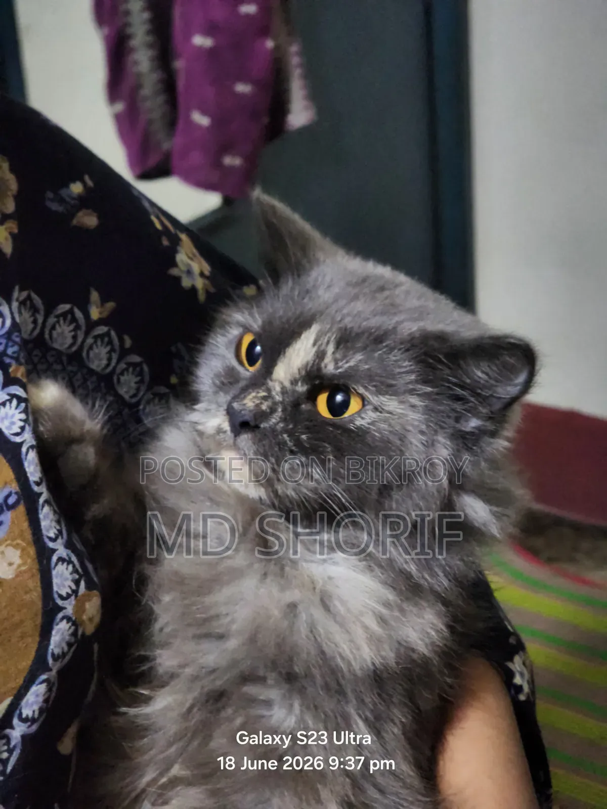1+ Year Female Purebred Persian