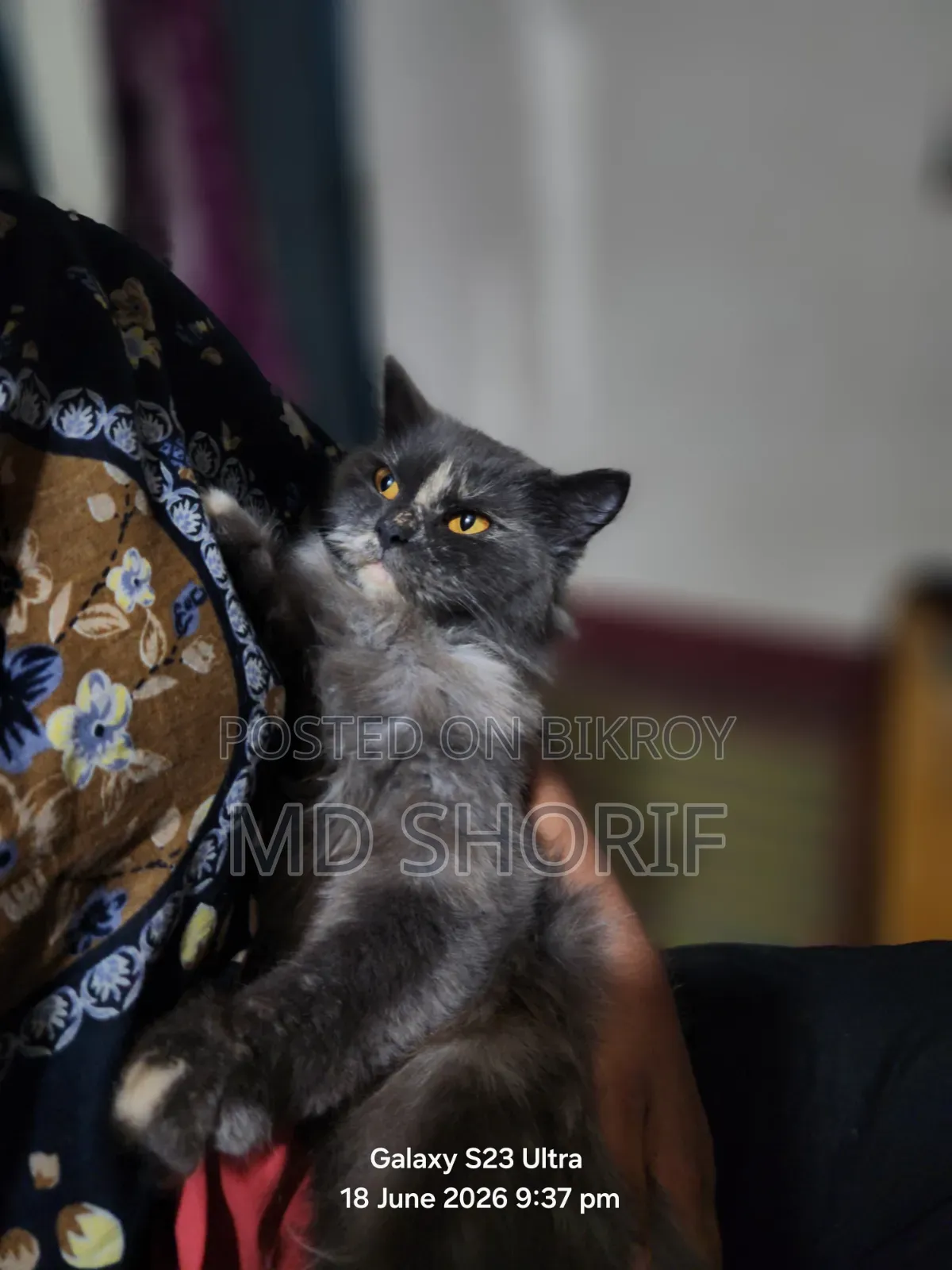 1+ Year Female Purebred Persian