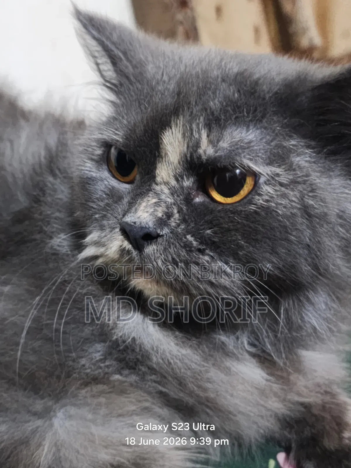 1+ Year Female Purebred Persian