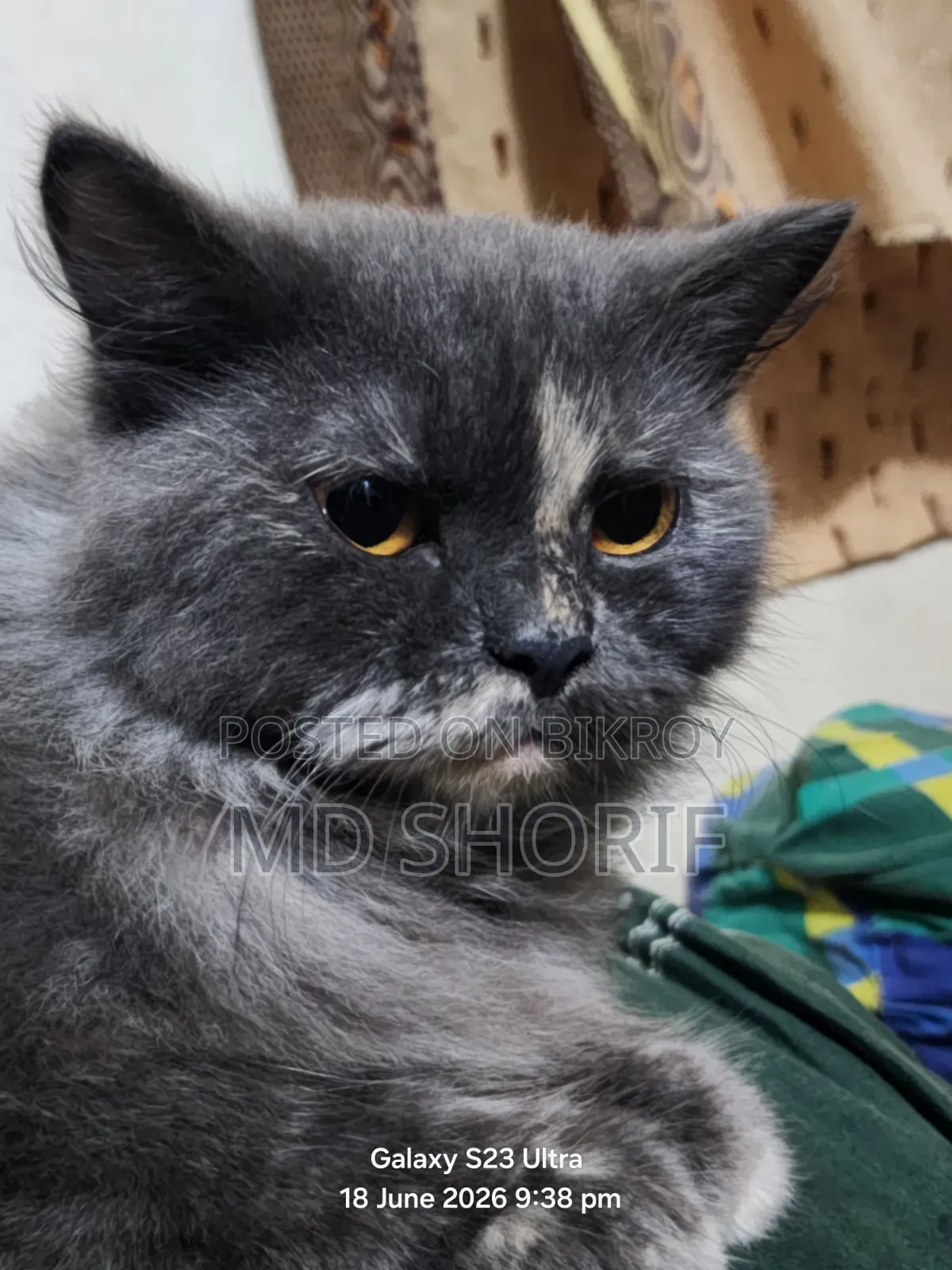 1+ Year Female Purebred Persian