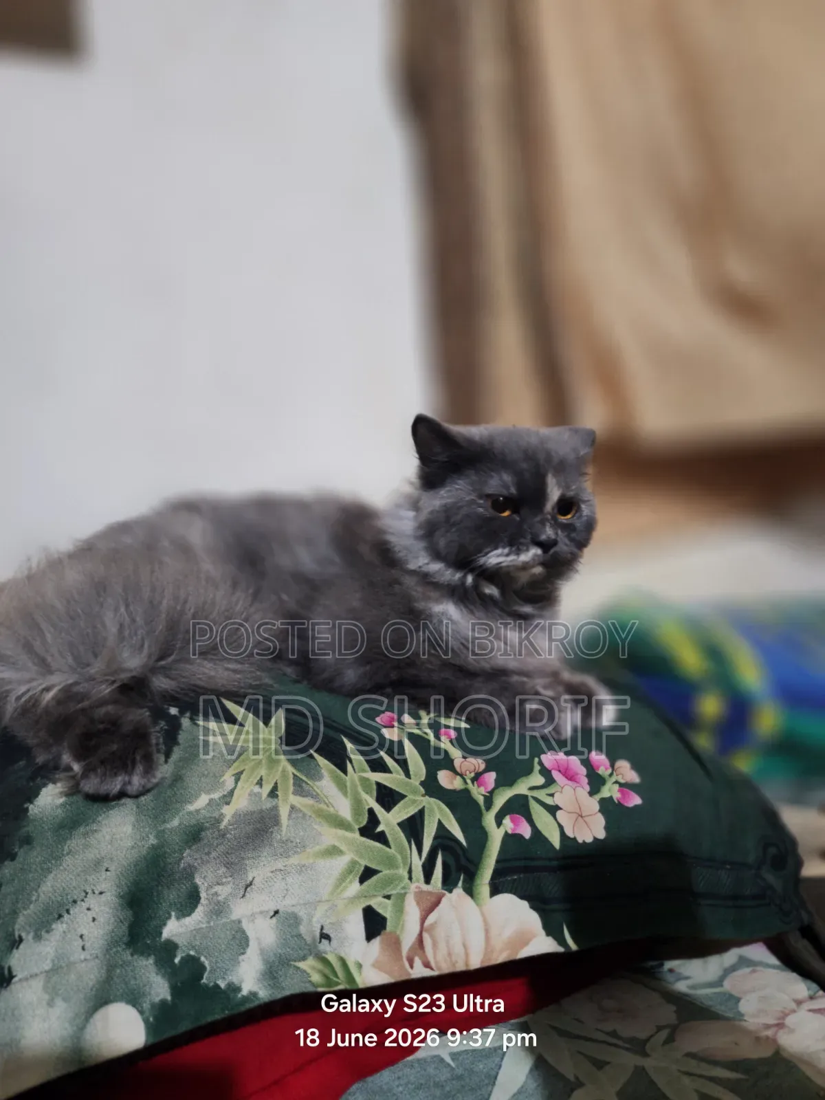 1+ Year Female Purebred Persian