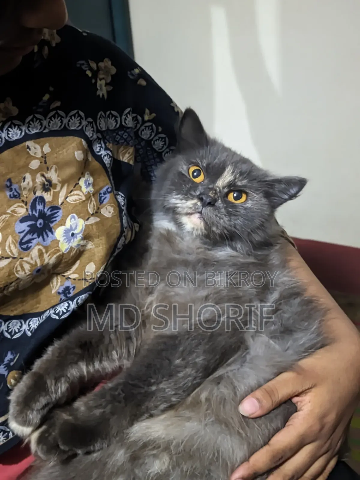 1+ Year Female Purebred Persian