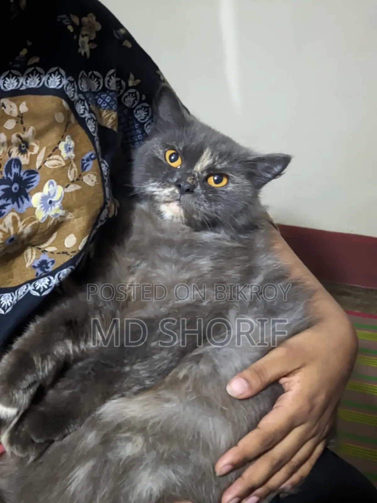 1+ Year Female Purebred Persian