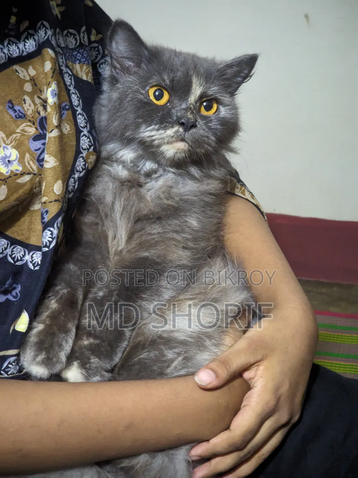 1+ Year Female Purebred Persian