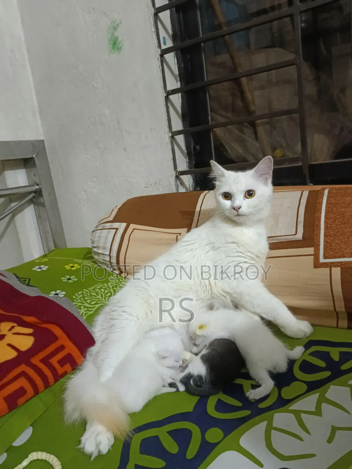 1+ Year Female Mixed Breed Persian