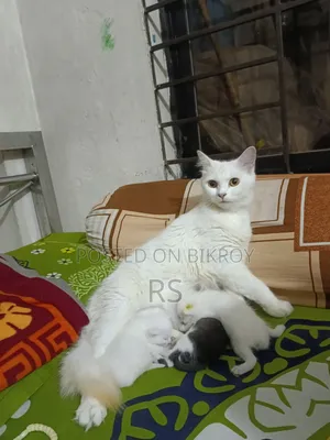 1+ Year Female Mixed Breed Persian