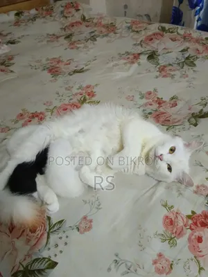 1+ Year Female Mixed Breed Persian