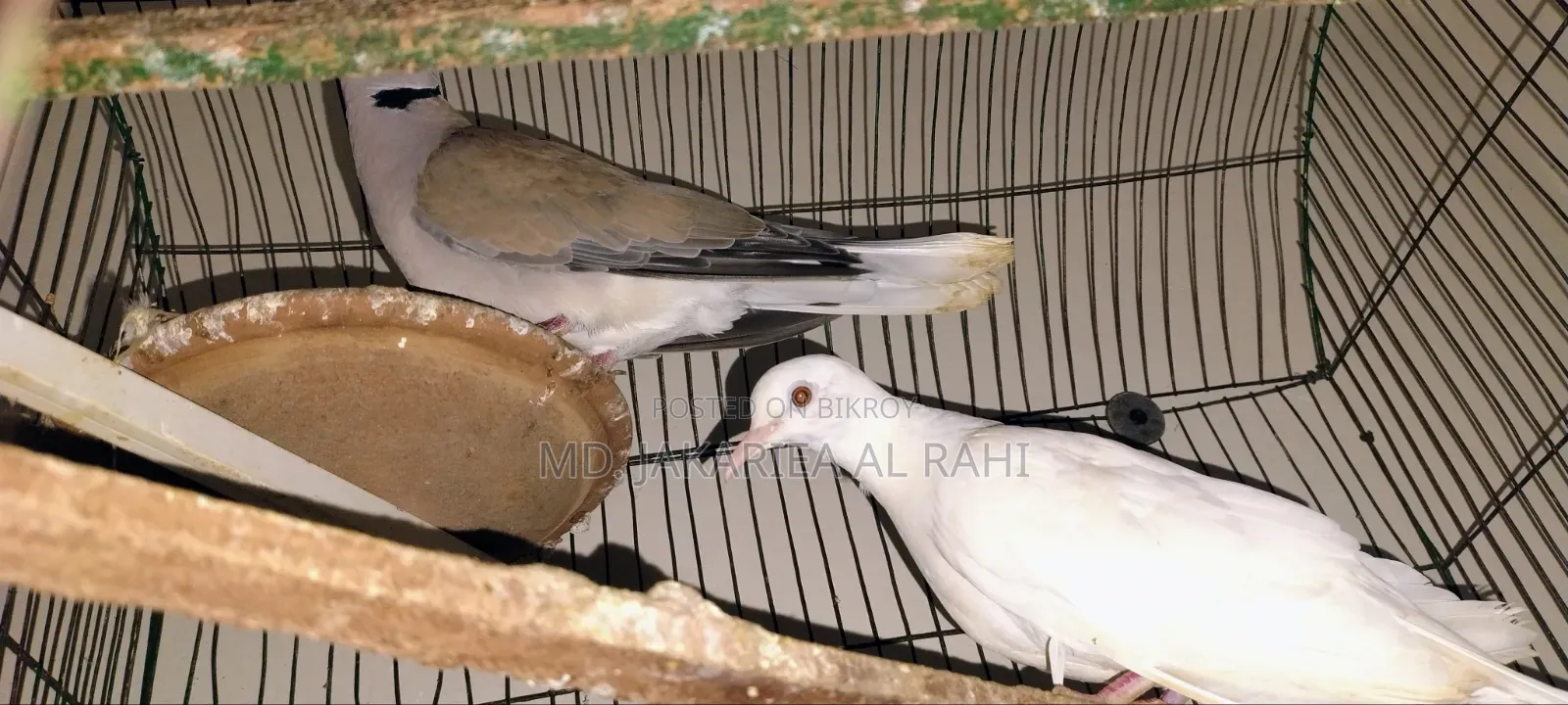 বিক্রয় হবে – অস্ট্রেলিয়ান ঘুঘু পাখি।