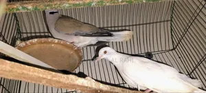 বিক্রয় হবে – অস্ট্রেলিয়ান ঘুঘু পাখি।