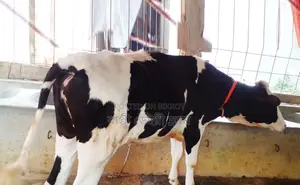 ১৩৯৬নং উন্নত জাতের বকনা গরু ।