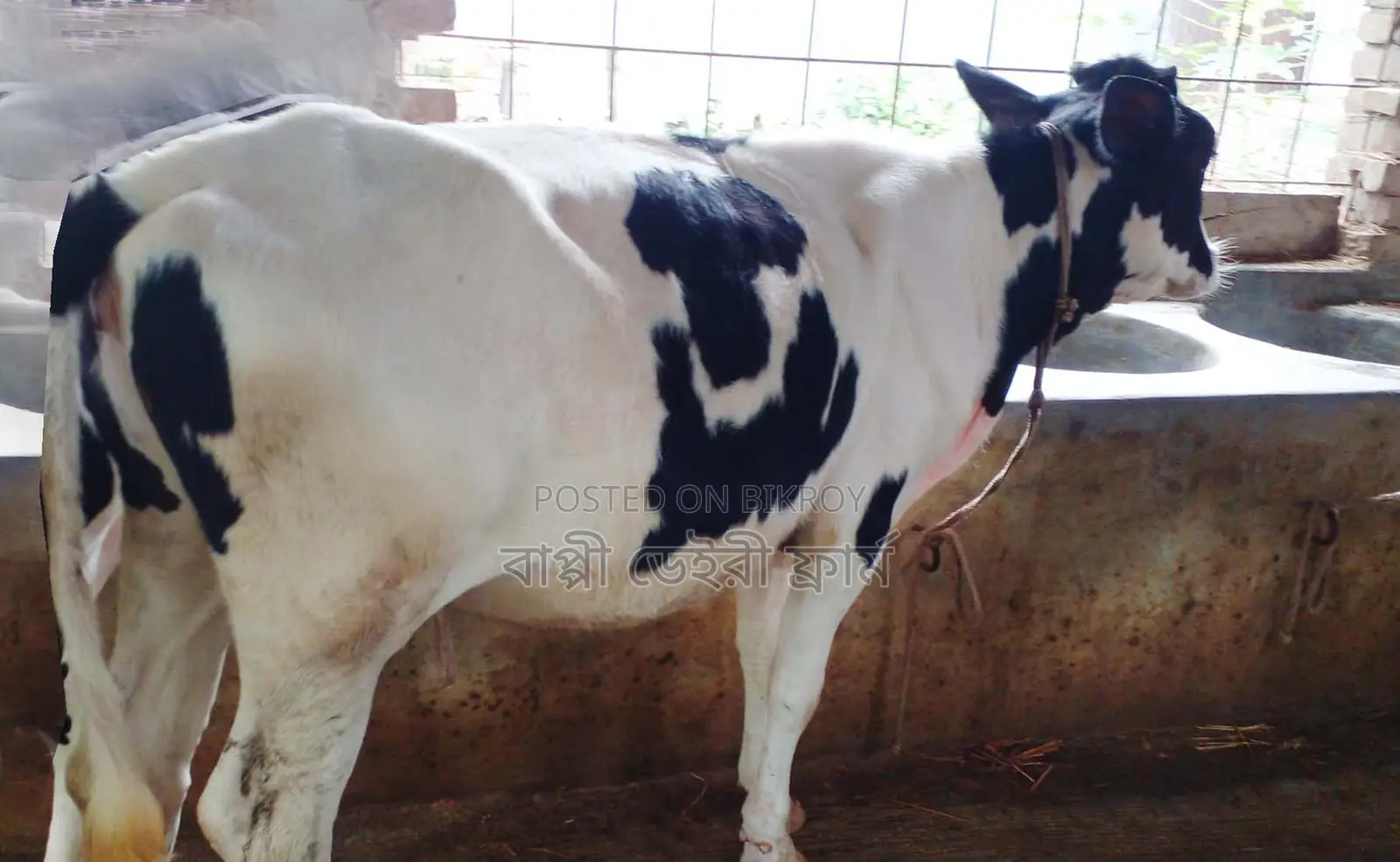 Heifer calf no. 1397 for sale.