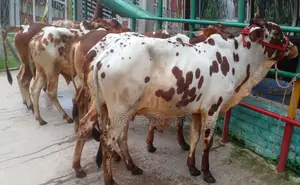 ১৩৯৮ নং ৫টি এড়ে ষাঁড় বিক্রয় হবে।