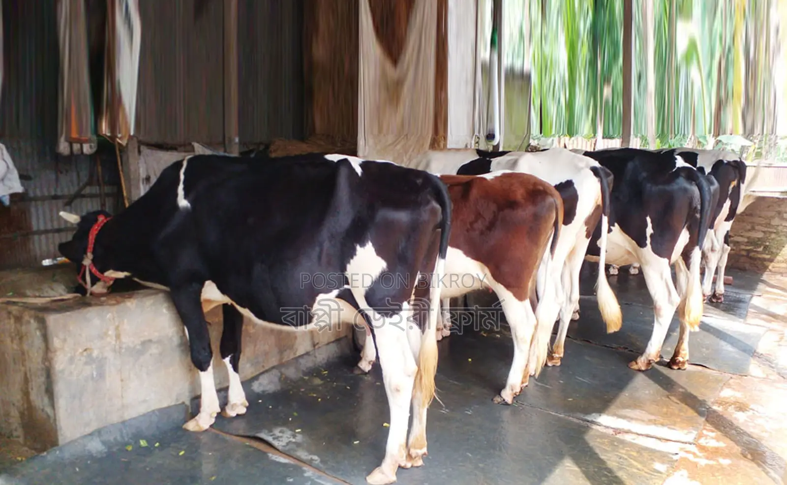 Listing No. 1399: 5 Cows for Sale.