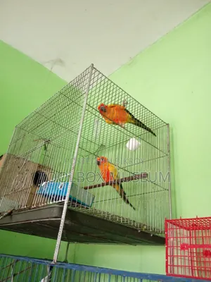 Sun Conure Bird