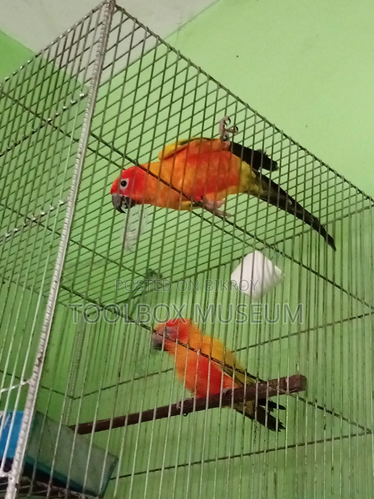 Sun Conure Bird