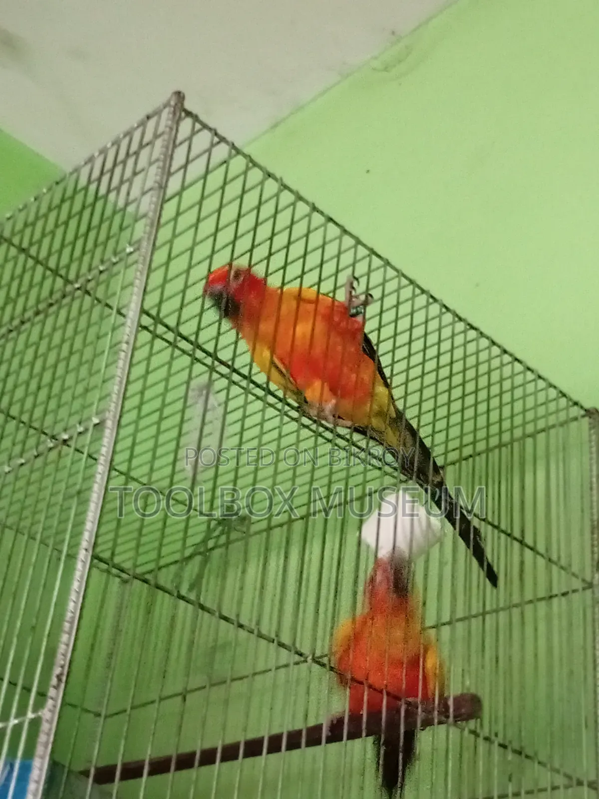 Sun Conure Bird