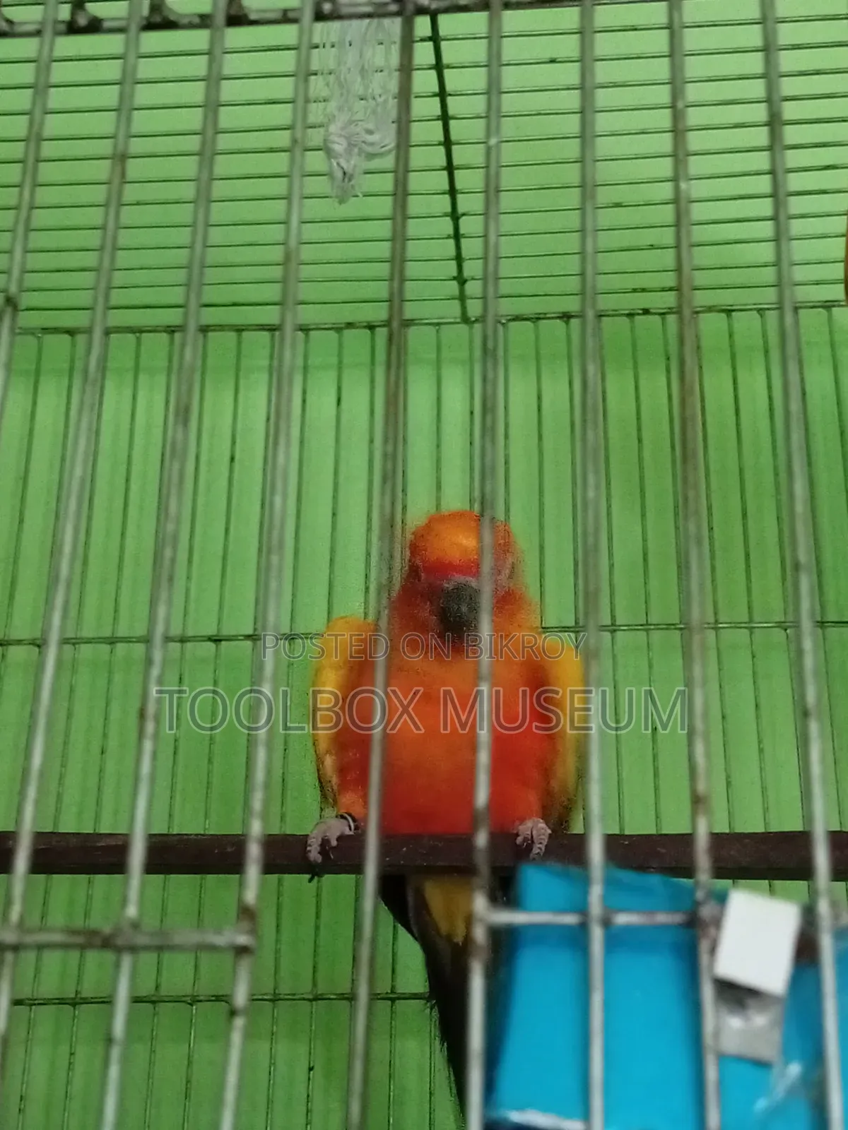 Sun Conure Bird