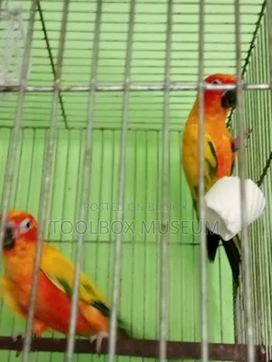 Sun Conure Bird