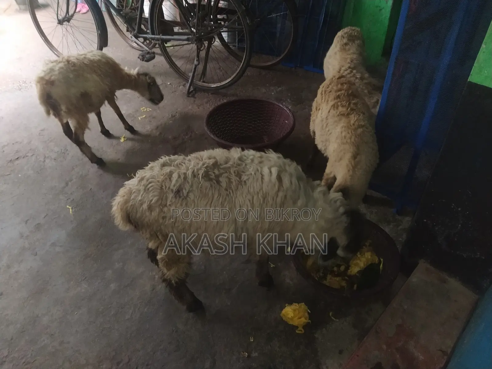 ভেরা বিক্রি করব